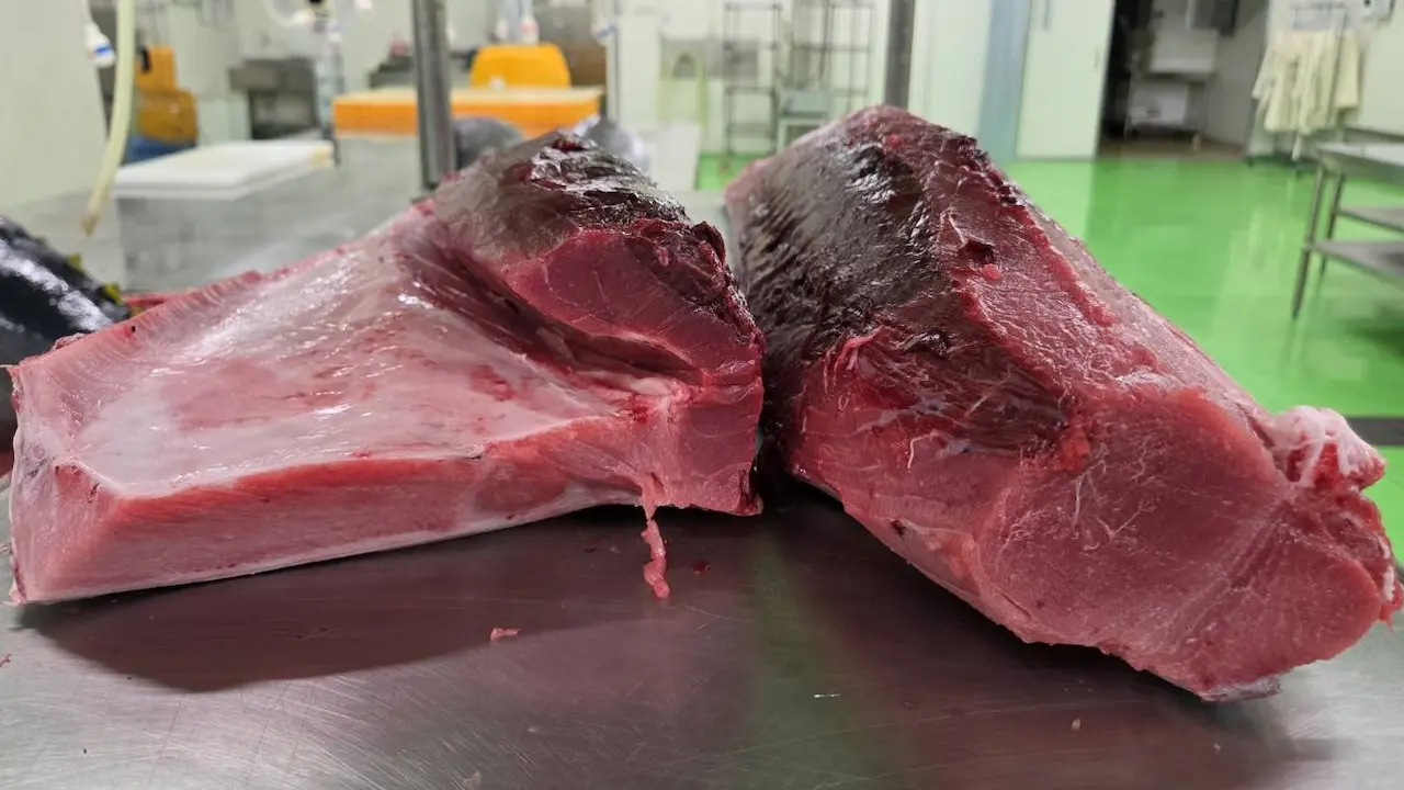No Sasshu Salmon this week, wild Madai arrives — Sashimi DC